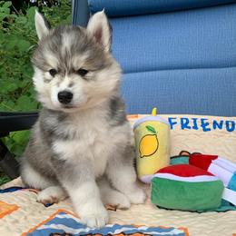 Siberian Husky Puppies from Canace Siberians