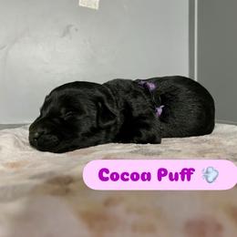 Cocoa Puff - Black female Giant Schnauzer puppy in Tabernash, Colorado from Schnauzer Paw Homestead