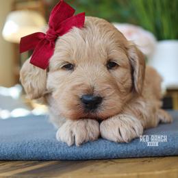 Indie - Apricot female Goldendoodle puppy in Salado, Texas from Red Ranch Dogs