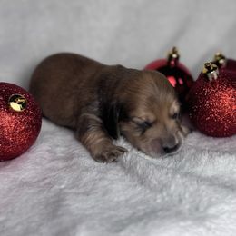 Dancer - Cream male Dachshund puppy in Kingman, Arizona from Diddle Bros Dachshunds