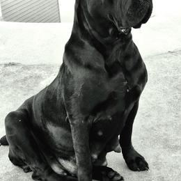 Cassie - Cane Corso