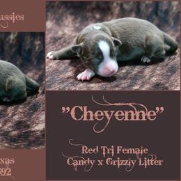 Cheyenne - Red tri-color female Australian Shepherd puppy in Ranger, Texas from Outback Mini Aussies
