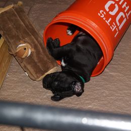 Cane Corso Puppies from Knights Watch Cane Corso