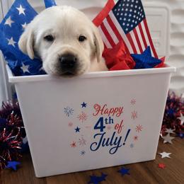 Mr. Orange, Ranger - Yellow male Labrador Retriever puppy in Nampa, Idaho from Gwyneira labs of Idaho
