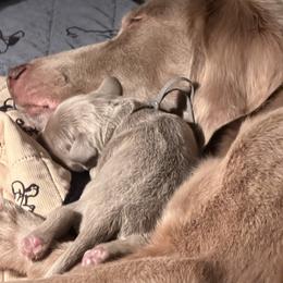 Swifty - female Long Haired Weimaraner puppy in Blanchardville, Wisconsin from Northern Bluegrass Weimaraners