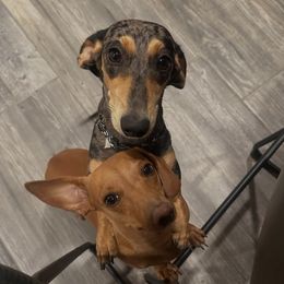Dachshunds from Sunny EP Weenies