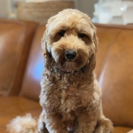 Apple - Goldendoodle