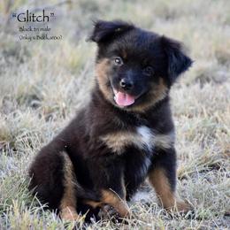 Glitch - Black tri male Miniature Australian Shepherd puppy in Evant, Texas from Lazy VT Bar Ranch