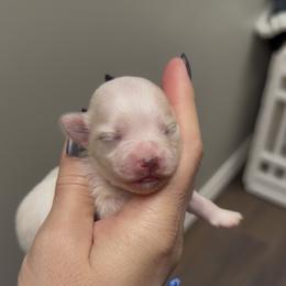 Renee - White female Morkie puppy in Winston Salem, North Carolina from Patty’s Paws
