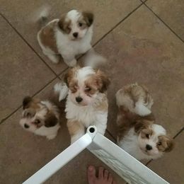 Gemstone Havanese breeder of 