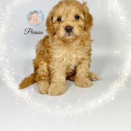 Aussiedoodle and Goldendoodle Puppies from Dandy Doodle Ranch