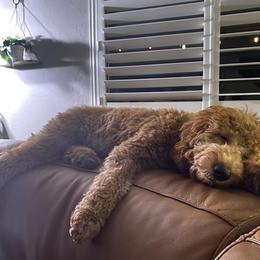 Goldendoodle All Grown Up from Goldendoodle AZ