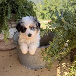 Bud - male Australian Mountain Doodle puppy in Tryon, North Carolina from Melrose Mountain Farm