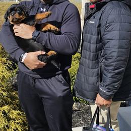 Blue Male - Black and mahogany male Rottweiler puppy in Aspers, Pennsylvania from Vom Uberlegenen Rottweilers