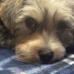 Oppy - Piebald male Morkie puppy in Florence, Kentucky from 4paws4ever by Design