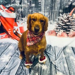 Madison - Golden Retriever