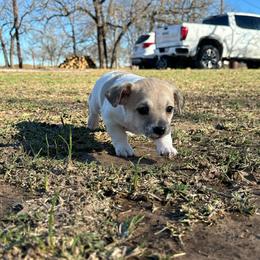 Ryder - Cream and white male Chihuahua puppy in Alvord, Texas from Gift of Gods Favor