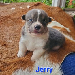 Jerry - Gray and white male American Corgi puppy in Shawnee, Oklahoma from Sunray Ranch