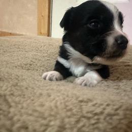 BTM 2 - Black tri male Miniature Australian Shepherd puppy in Shepherd, Montana from Beartooth Mountain Minis