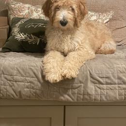 Double Doodle and Goldendoodle All Grown Up from Patterson Doodles
