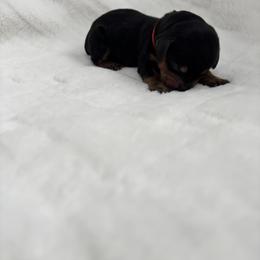 Adriel - Black and cream male Dachshund puppy in Las Vegas, Nevada from WienerDoxieQuad