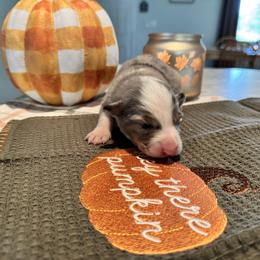 Australian Shepherd and Miniature American Shepherd Puppies from Autumn Fall Aussies