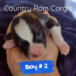Boy 2 - Black and tan Pembroke Welsh Corgi puppy in Mc Alpin, Florida from Country Rain Corgis