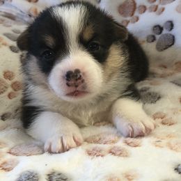 Girl - tan - Pembroke Welsh Corgi puppy in Waynesboro, Virginia from River Ridge Corgis