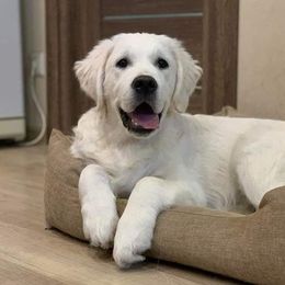 Aussiedoodles, Goldendoodles, and Golden Retrievers from Tails of Cypress