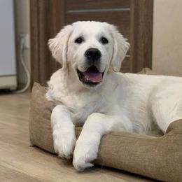 Aussiedoodles, Goldendoodles, and Golden Retrievers from Tails of Cypress