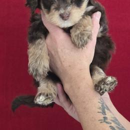 Otter - Tri-color male Bernedoodle puppy in Milton, Florida from Sutton Place Doodles