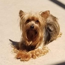 Cloe - Yorkshire Terrier