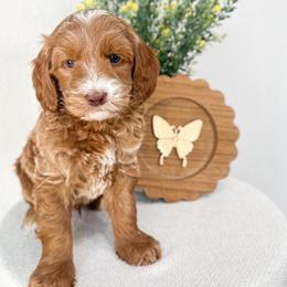 Bambi - Caramel male Australian Labradoodle puppy in Palmdale, California from Pixie Doodle Paws