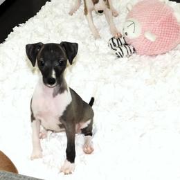 Nate' Female 2 - Seal female Italian Greyhound puppy in Sparta Tn And Caryville Fl, Tennessee from Summerwind Kennel