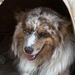 Merle - Australian Shepherd