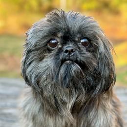 Vivi - Shih Tzu