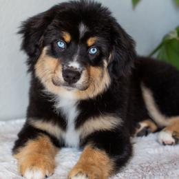 Ruger - Black tri male Miniature American Shepherd puppy in Tonopah, Arizona from King's Miniature American Shepherds