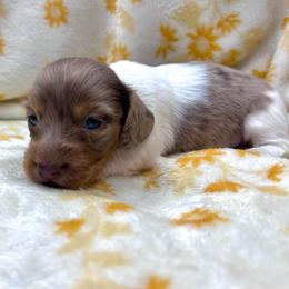 Firefly-CKC Dapple - Dapple male Dachshund puppy in Tecumseh, Oklahoma from MoonBerry Miniature Dachshunds