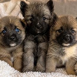 Pomsky puppies from Roark Pack Chihuahua's & Pomsky's