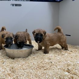 Soft Coated Wheaten Terrier Puppies from Wildfire Ridge Inc