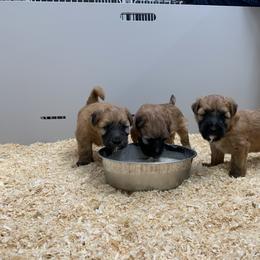 Soft Coated Wheaten Terrier Puppies from Wildfire Ridge Inc