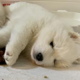 Samoyed Puppies from ArticCross Samoyeds-Florida