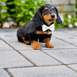 Oscar - Blue and tan male Dachshund puppy in Boston, Massachusetts from London’s puppies