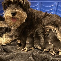 Miniature Schnauzer puppies from Ana's Black & Silver Schnauzers