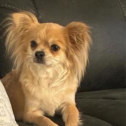 Daisy - Chihuahua