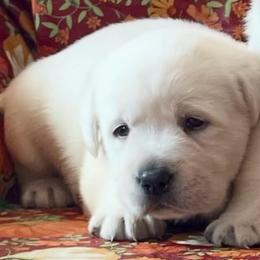 Boy 3 - Yellow male Labrador Retriever puppy in Jamestown, Ohio from Heartlands Quality Labrador Retrievers