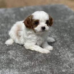 Cavapoo puppies from Firestorm Kennel