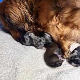 Dachshund puppies from Daschunds Unlimited