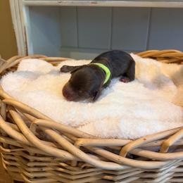 Bash - Chocolate and tan male Dachshund puppy in Modesto, California from Golden State Mini Doxies