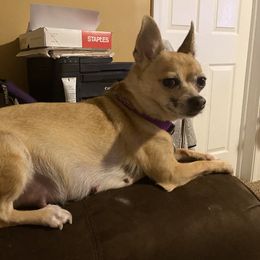 Peri - Chihuahua